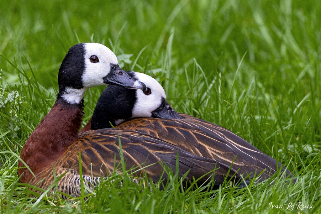 Zoo de Cerza - Dendrocygnes Veufs - 2020