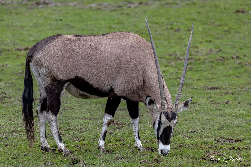 Zoo de Cerza - Gemsbok - 2020
