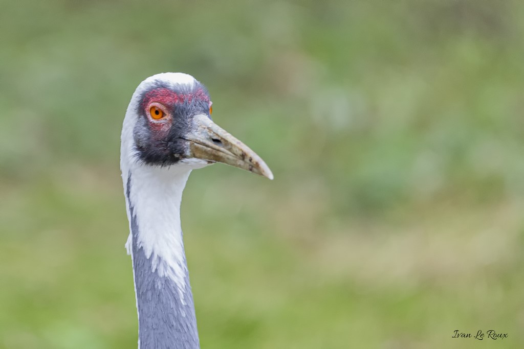 Grue à cou blanc Zoo de Cerza 2020