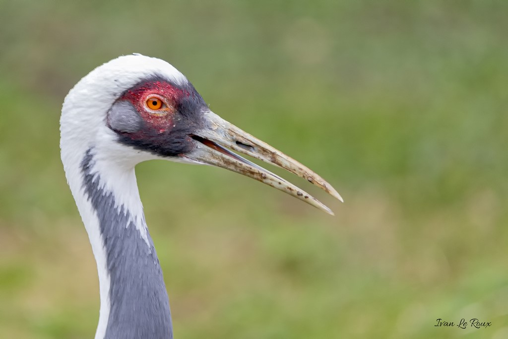 Zoo de Cerza - Grue à cou blanc - 2020