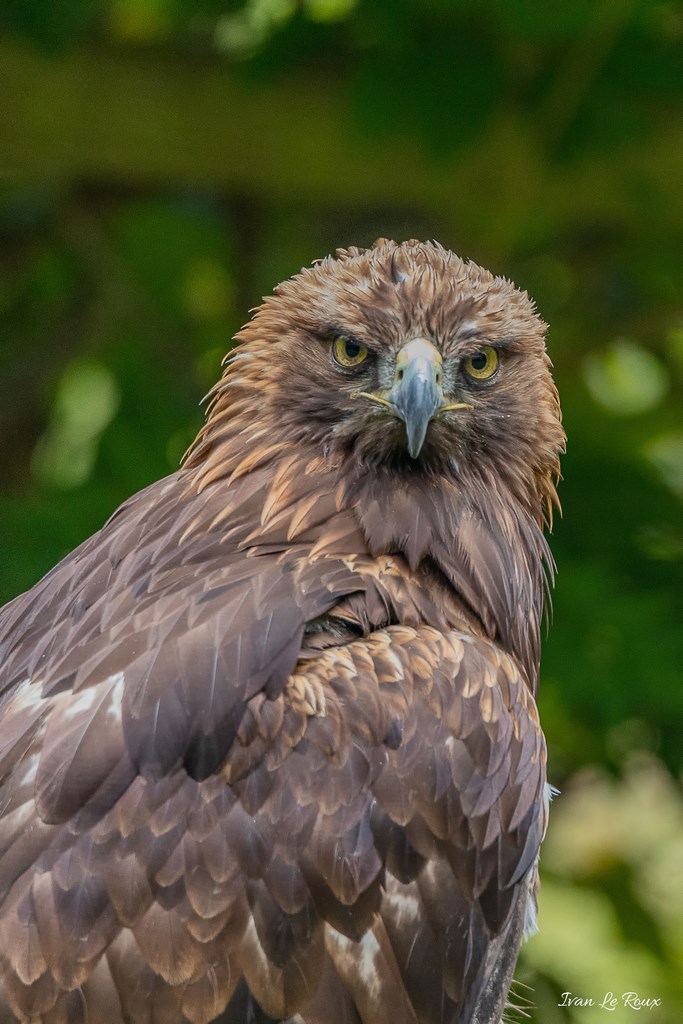 Aigle Royal- Forêt des Aigles Rambouillet 2019