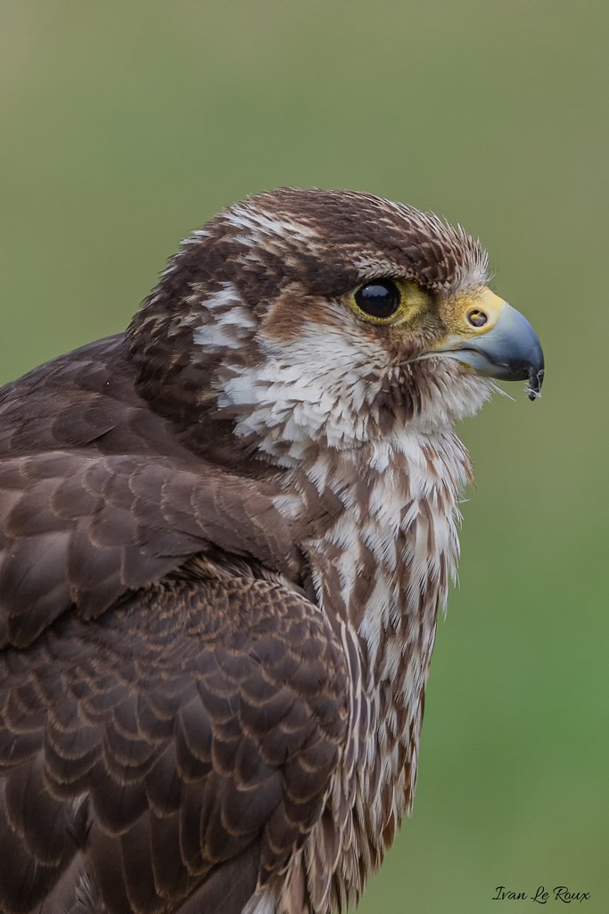 Faucon Forêt des aigles - Rambouillet - 2019