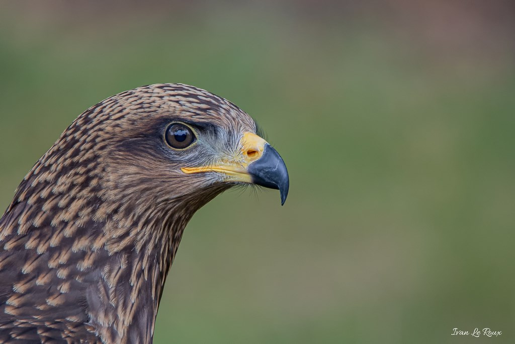 Milan Noir - Forêt des Aigles Rambouillet 2019
