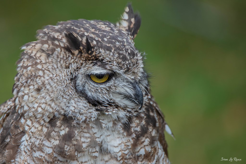Hibou "Grand Duc" - Forêt des aigles Rambouillet2019