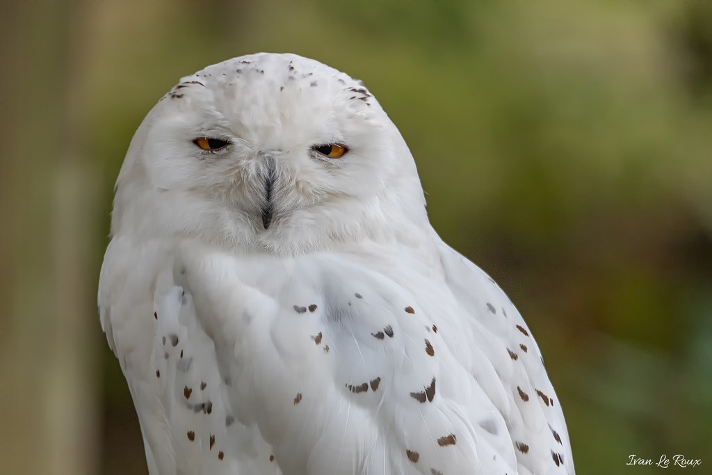 Harfang des Neiges - 2019