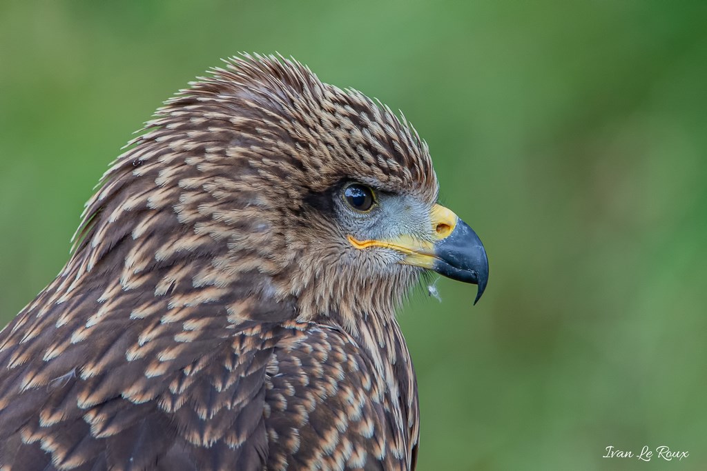 Forêt des aigles - Rambouillet - 2019