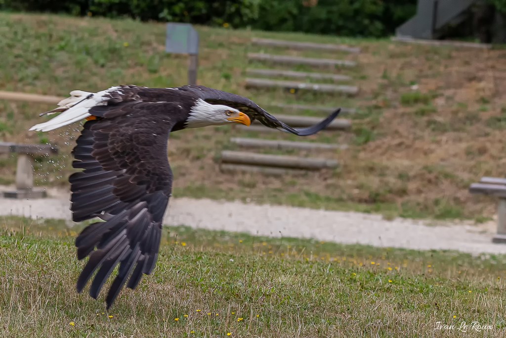 Pygargue à tête blanche - Forêt des aigles - Rambouillet - 2019