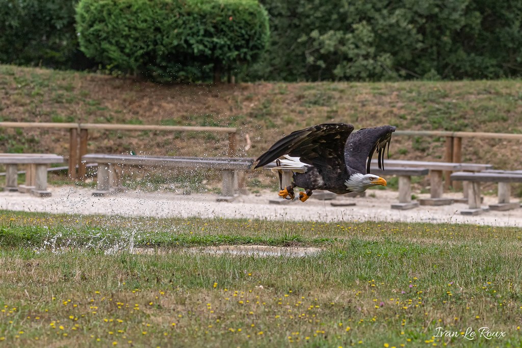 Pygargue à tête blanche - Forêt des aigles - Rambouillet - 2019