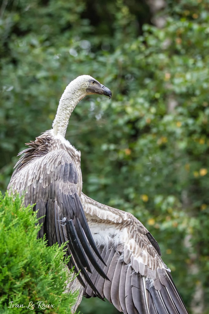 Forêt des aigles Rambouillet Vautour Fauve - 2019
