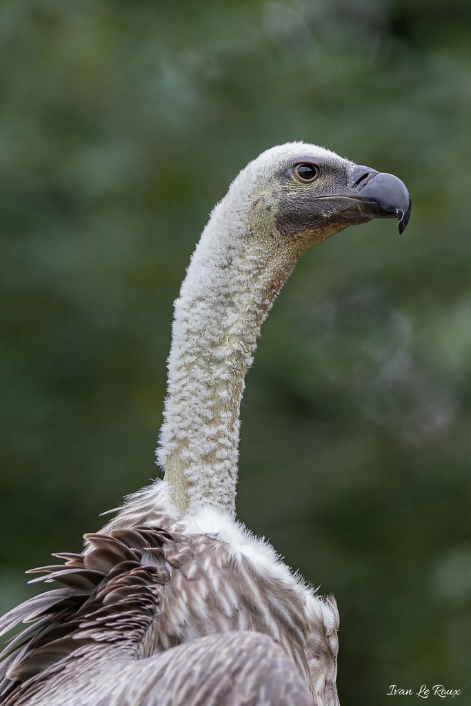 Vautour Fauve - 2019