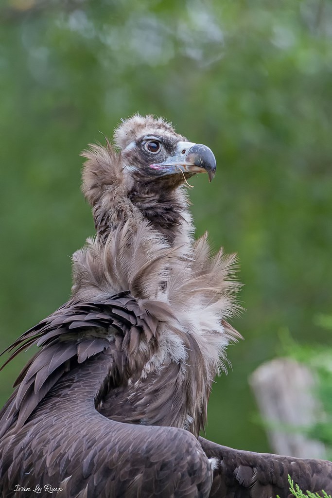 Vautour Moine - Forêt des Aigles Rambouillet 2019