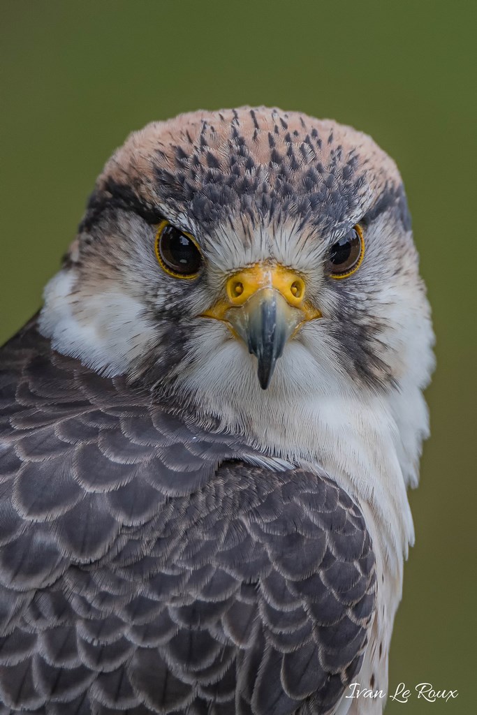 Faucon Forêt des aigles - Rambouillet - 2019