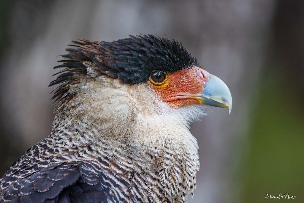 Faucon Mexicain "CARACARA" - Rambouillet "Forêt des aigles" - 2019