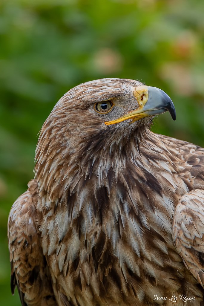 Aigle impérial - 2019