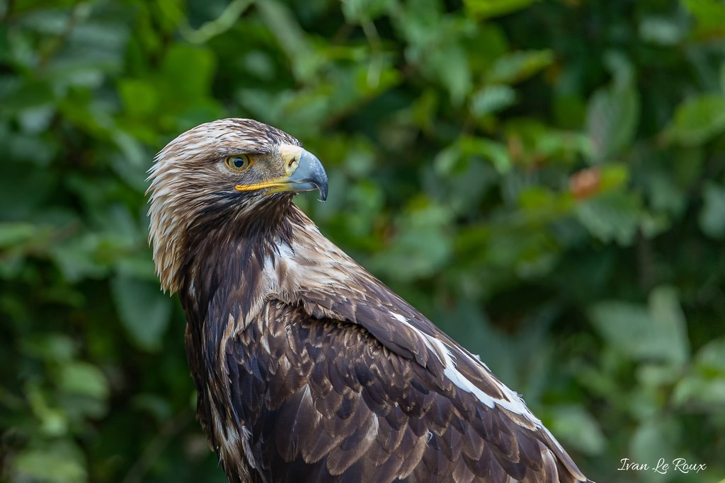 Forêt des aigles - Rambouillet - 2019