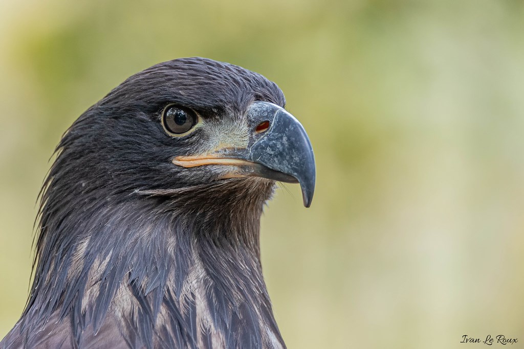 Forêt des aigles - Rambouillet - 2019