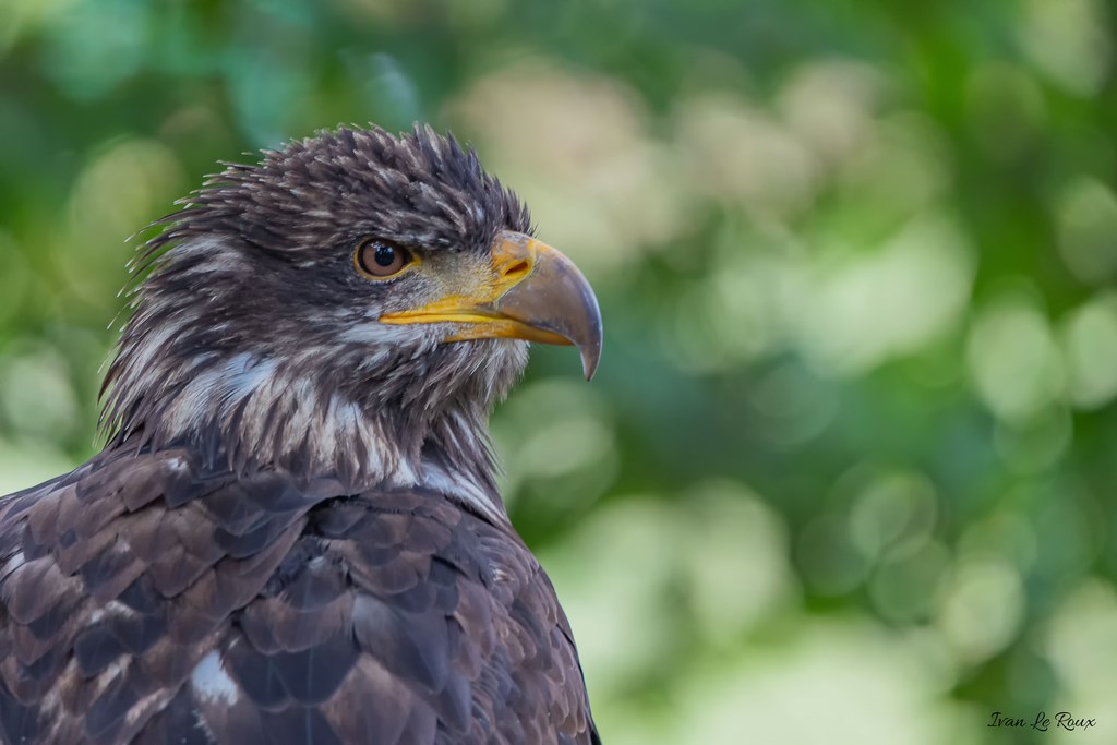 Forêt des aigles - Rambouillet - 2019