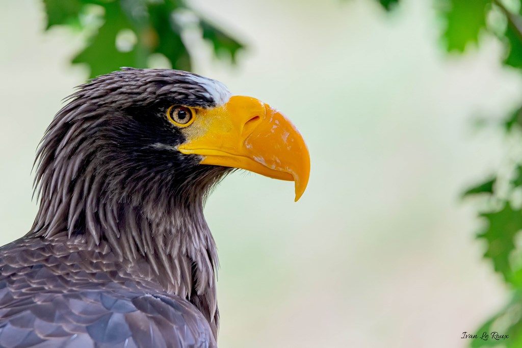 Pygargue de steller - 2019