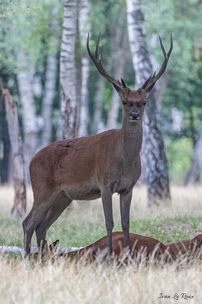 Cerf avec ses biches - 2019