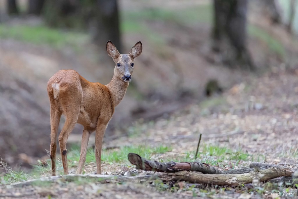 Chevreuil - 2019
