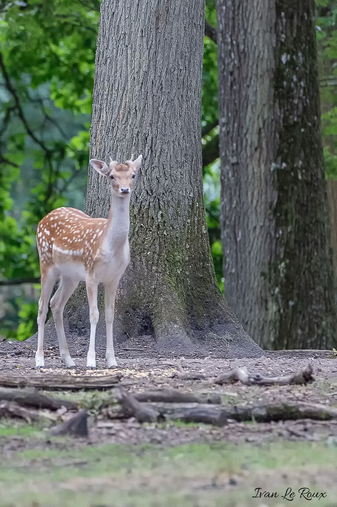 Daim Espace Rambouillet (78) - 2019