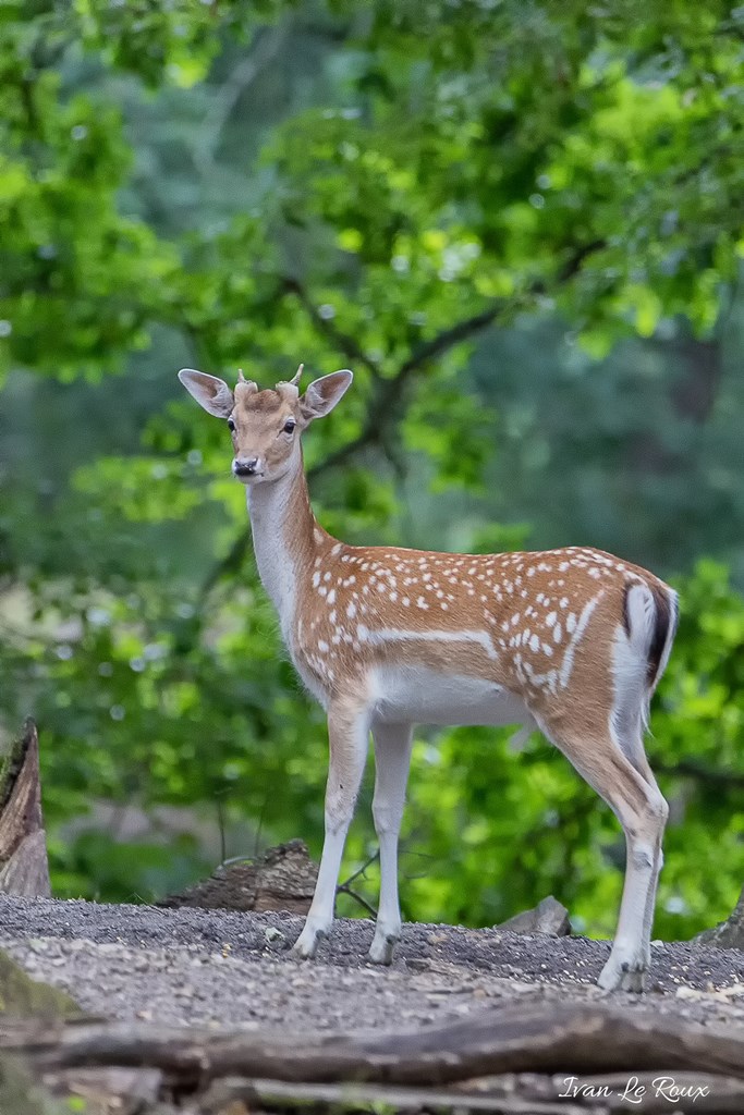 DAIM Espace Rambouillet (78) - 2019