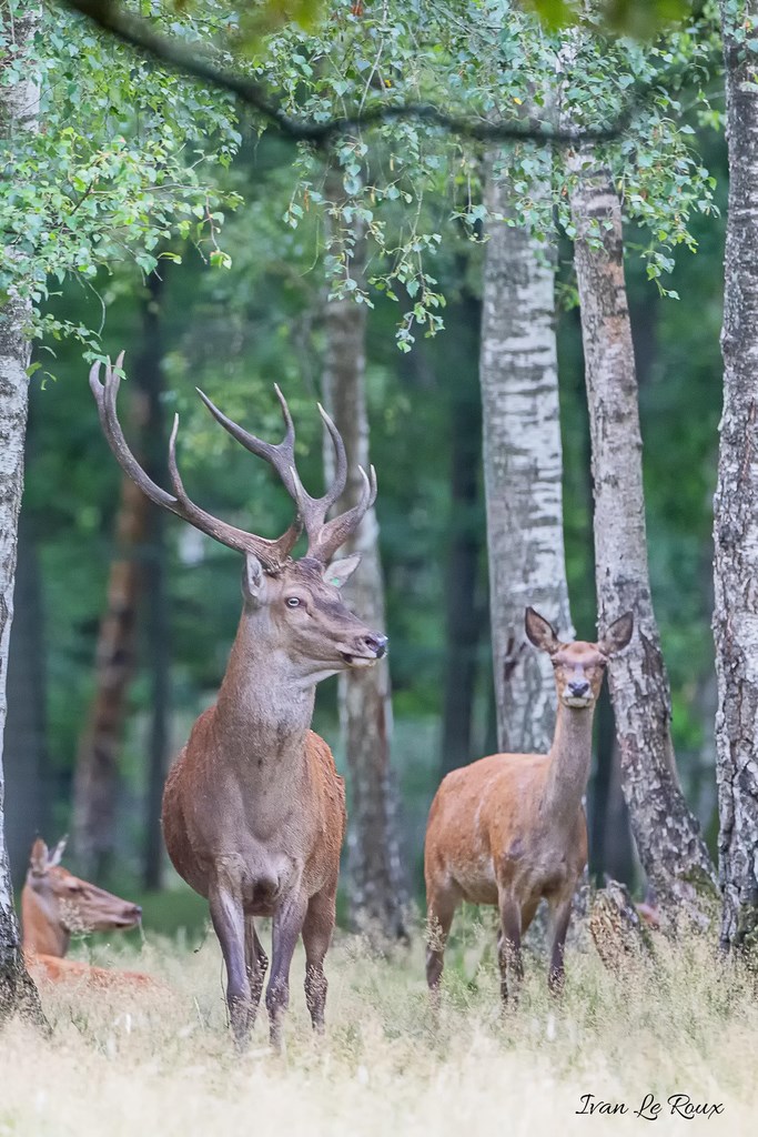 Cerf avec ses biches - 2019