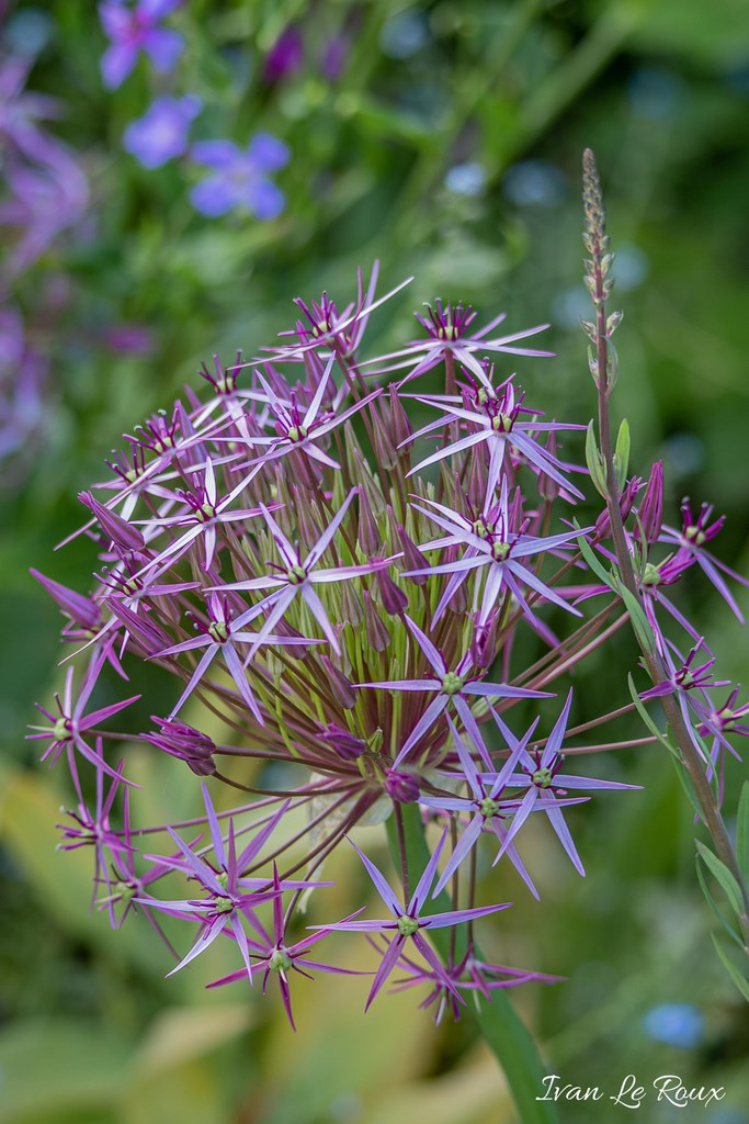 Jardin de Claude Monet - Giverny (27) - 2019