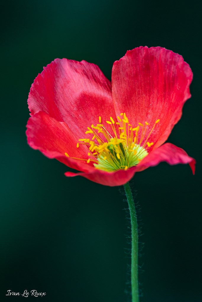 Jardin de Claude Monet - Giverny (27) - 2019