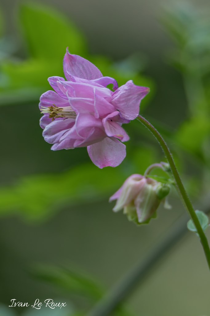 Jardin de Claude Monet - Giverny (27) - 2019
