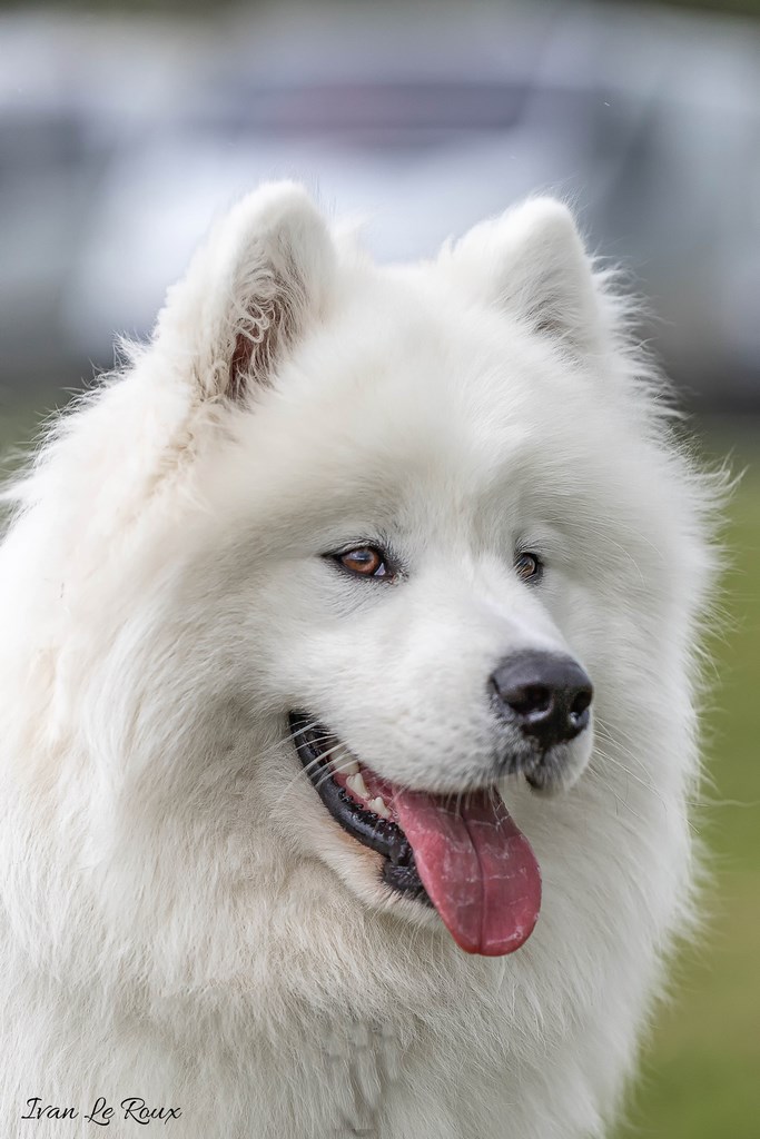 Samoyède - 2019