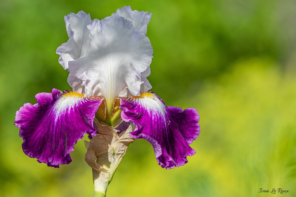 Lys Jardin de Claude Monet - Giverny (27) - 2019