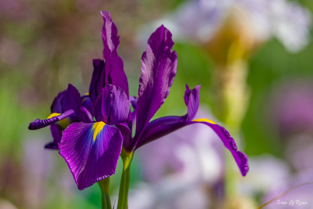 Jardin de Claude Monet - Giverny (27) - 2019