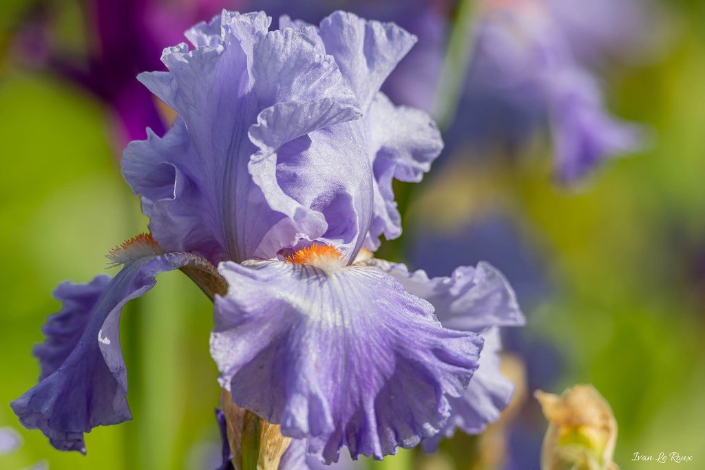 Jardin de Claude Monet - Giverny (27) - 2019