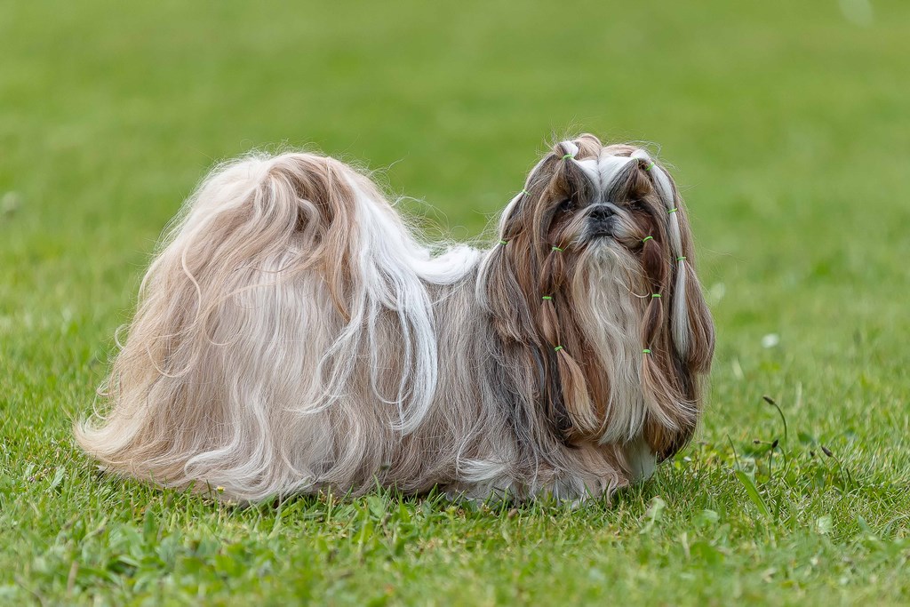 Shih Tzu - 2019