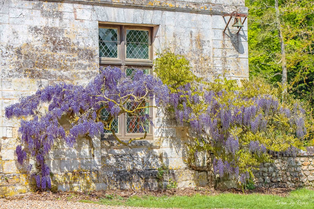 Château d'Harcourt - 2019