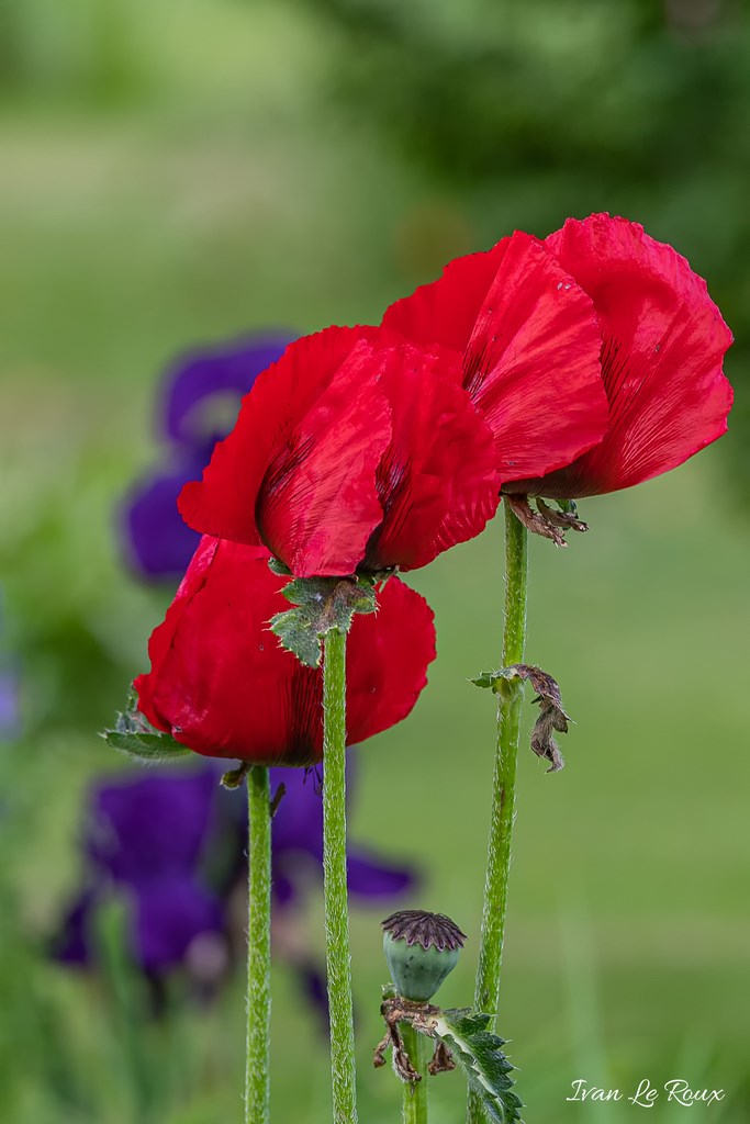 Jardin de Claude Monet - Giverny (27) - 2019
