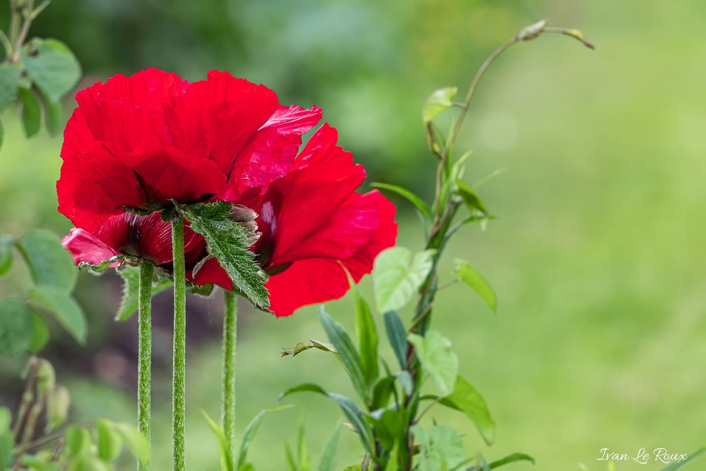 Jardin de Claude Monet - Giverny (27) - 2019