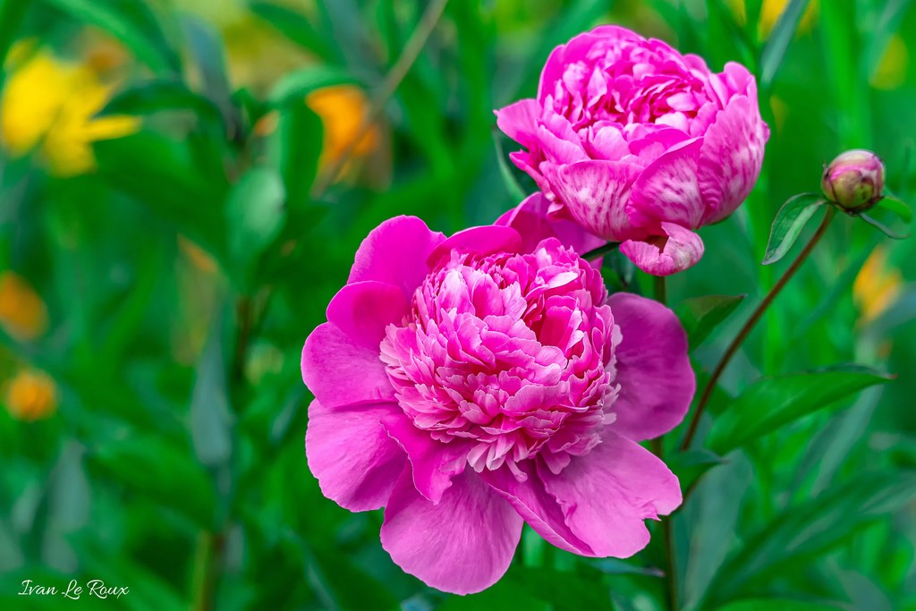 Jardin de Claude Monet - Giverny (27) - 2019