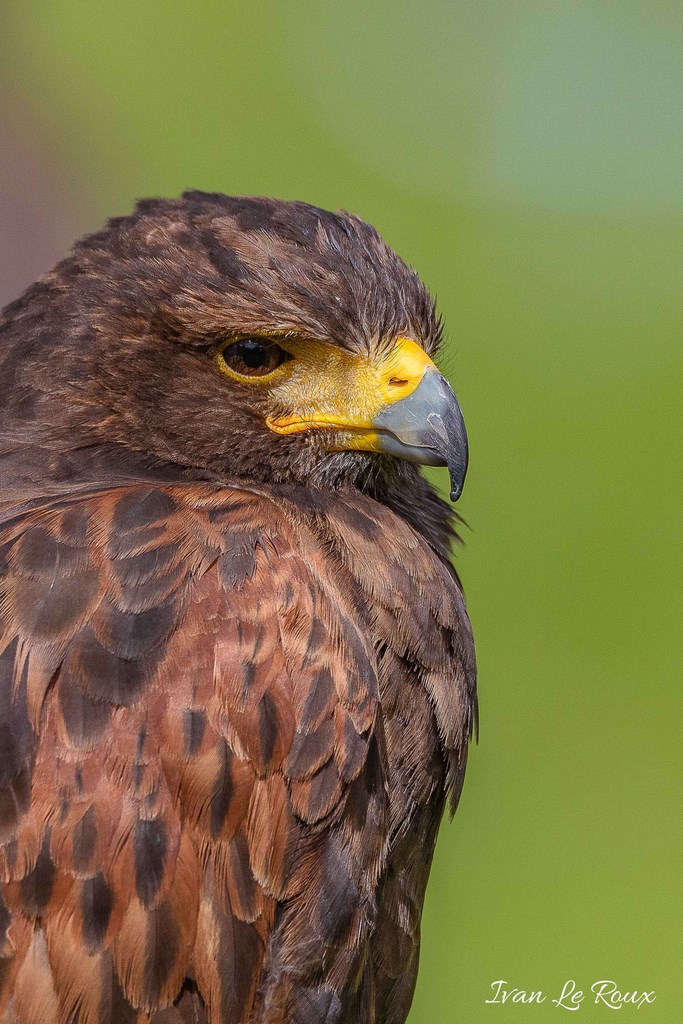 Buse de Harris - Harcourt 2019