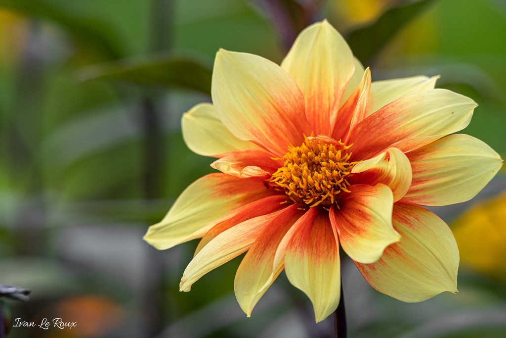 Jardin de Claude Monet - Giverny (27) - 2019