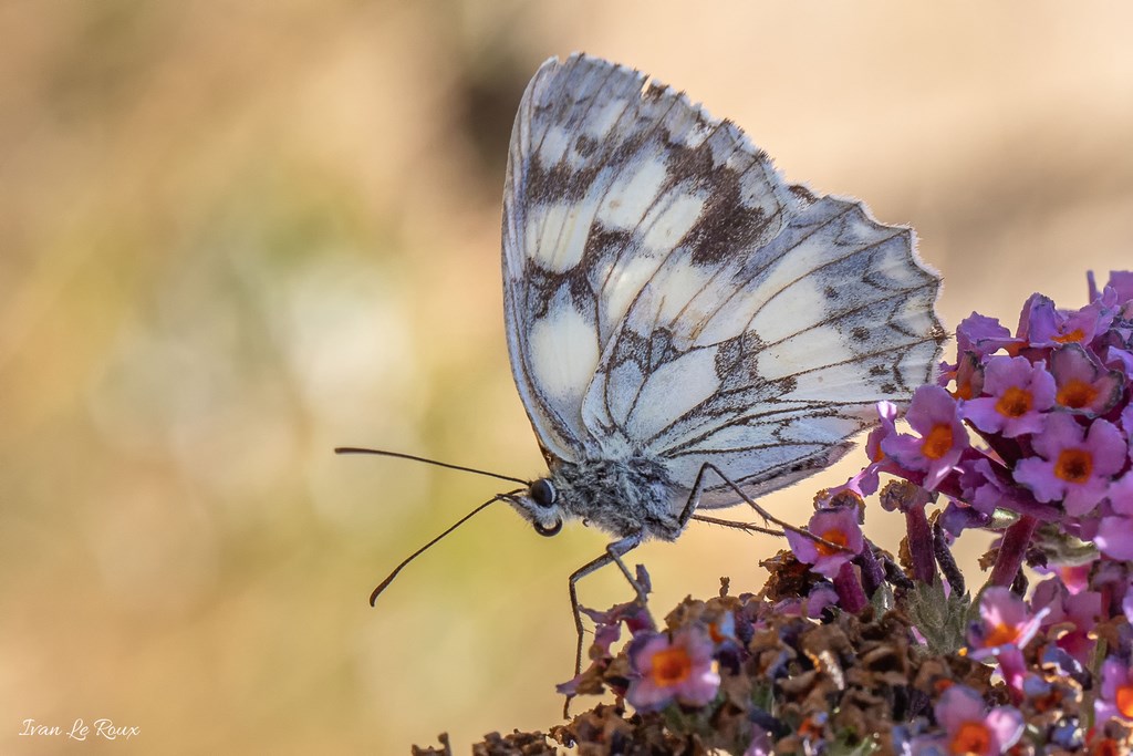 Papillon "Demi-Deuil" -  2019