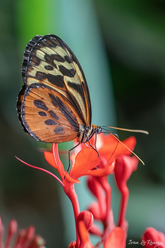 Papillon - Naturospace Honfleur - 2019