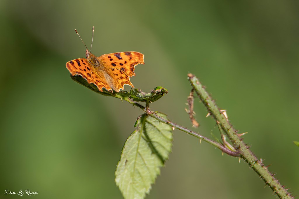 Papillon "Le robert le diable" (Polygonia c-album)  -  2019
