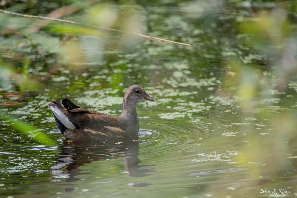 Gallinules - Poule d'eau juvénile, Marais Vernier -  2019 Photographe Ivan Le Roux