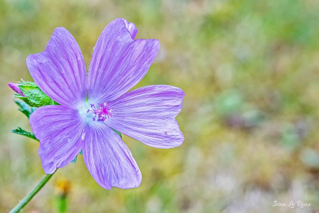Fleur