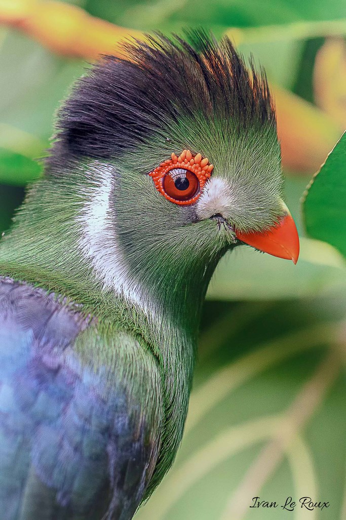 Touraco à joues blanches - Naturospace Honfleur - 2019