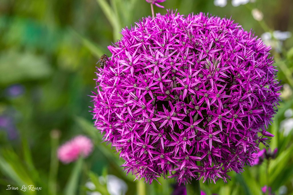 Jardin de Claude Monet - Giverny (27) - 2019