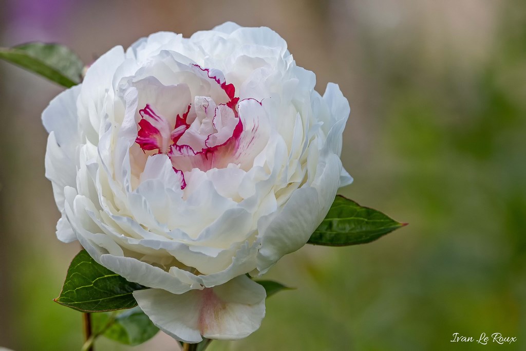 Jardin de Claude Monet - Giverny (27) - 2019