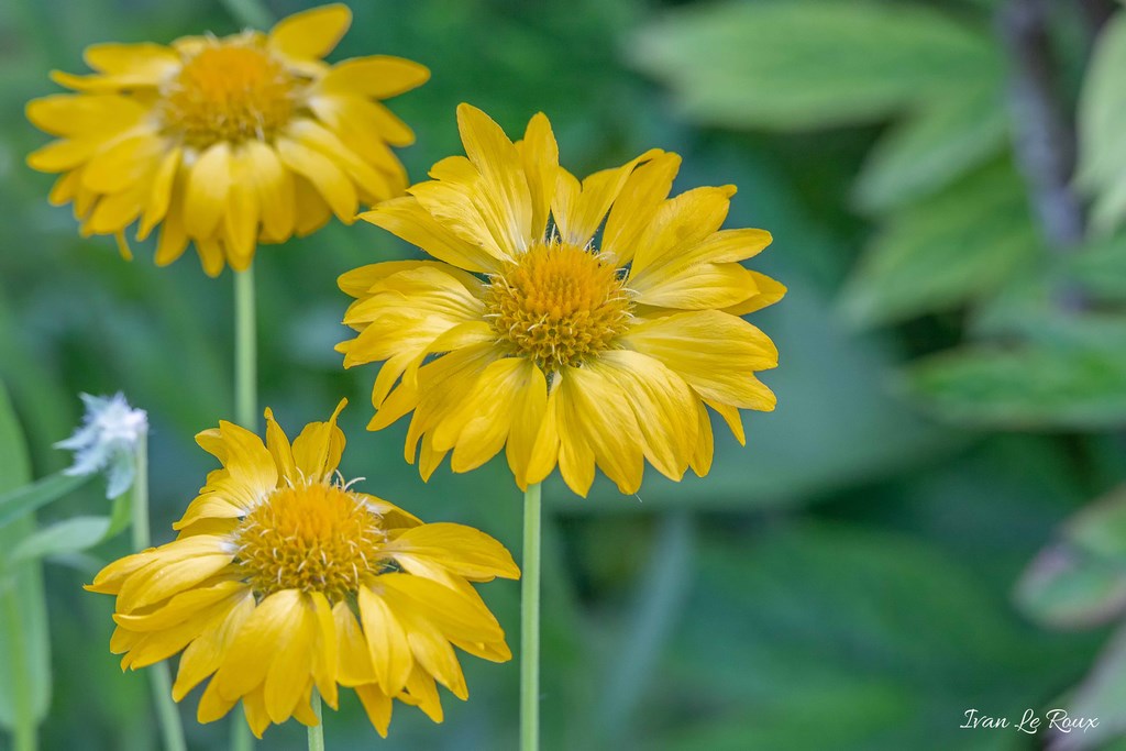 Jardin de Claude Monet - Giverny (27) - 2019